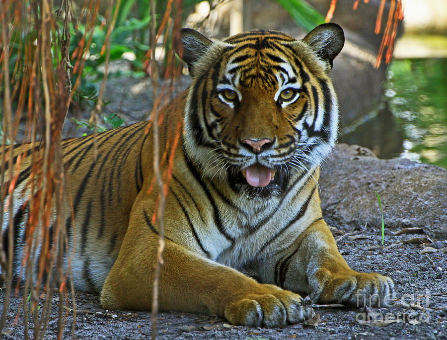 Tigers Pride Photograph by Larry Nieland
