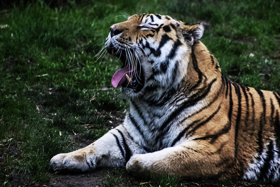 Tigers Roar Photograph