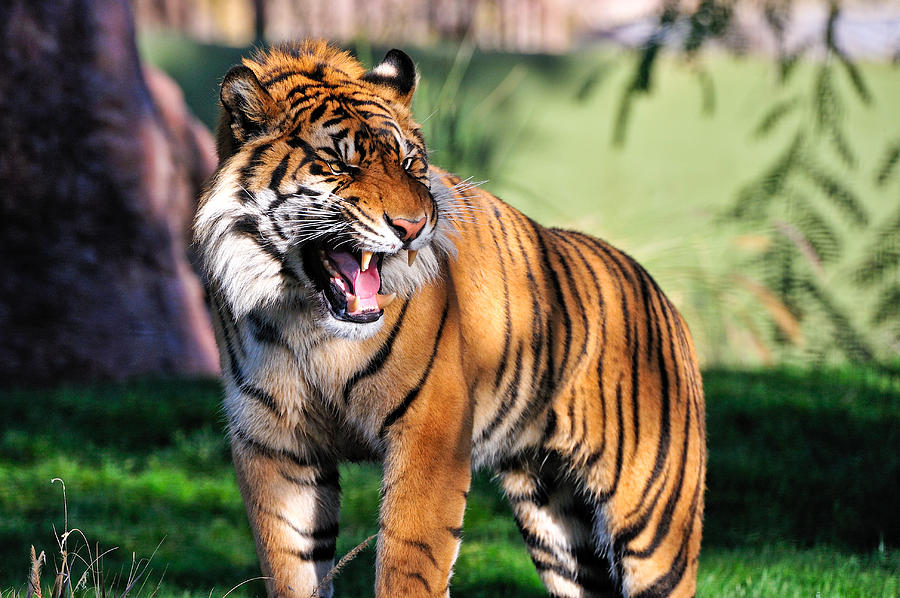Tigers Roar Photograph By Tom Dowd Fine Art America | My XXX Hot Girl