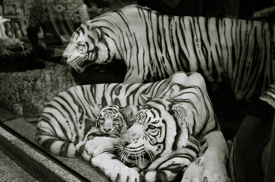 Tigers Of Thailand Photograph by Shaun Higson
