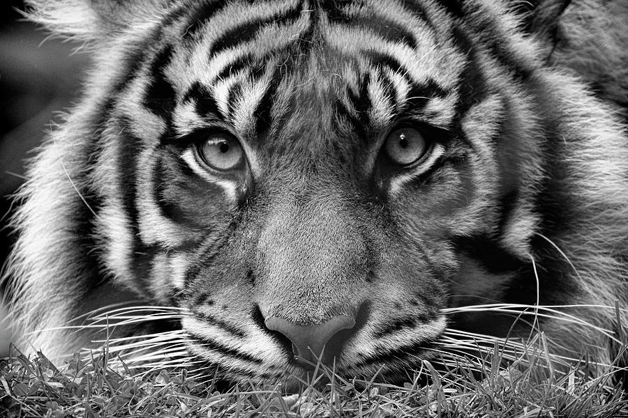 Tigers Stare  Photograph by Steve McKinzie