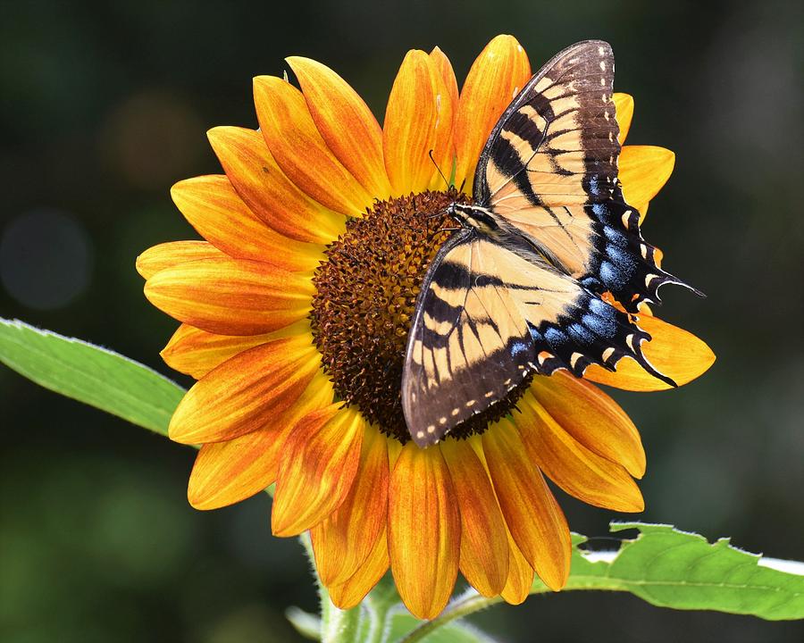 Tigers Sunflower Photograph by Chip Gilbert