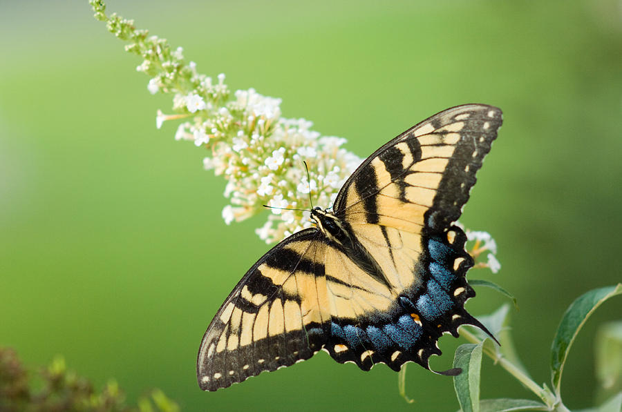 Tiger's Wings Photograph by Michael Eldredge | Fine Art America