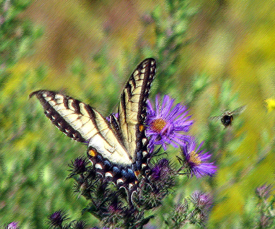Tigerswallowtail and Bee Pastel Photograph by George Jones