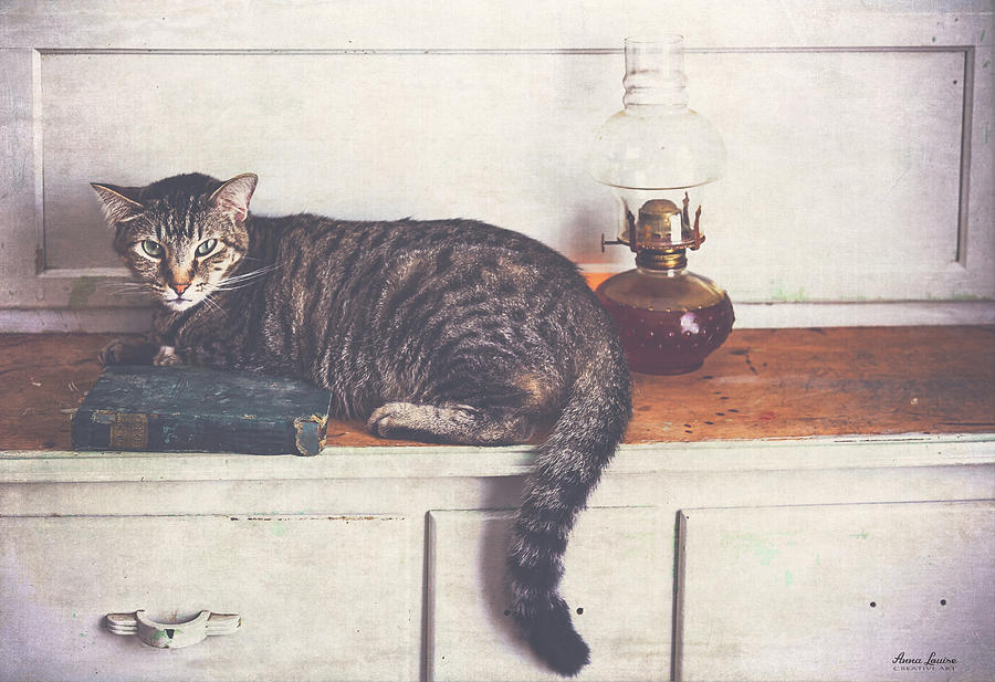 Tigger Relaxing On Hoosier Cabinet Photograph by Anna Louise