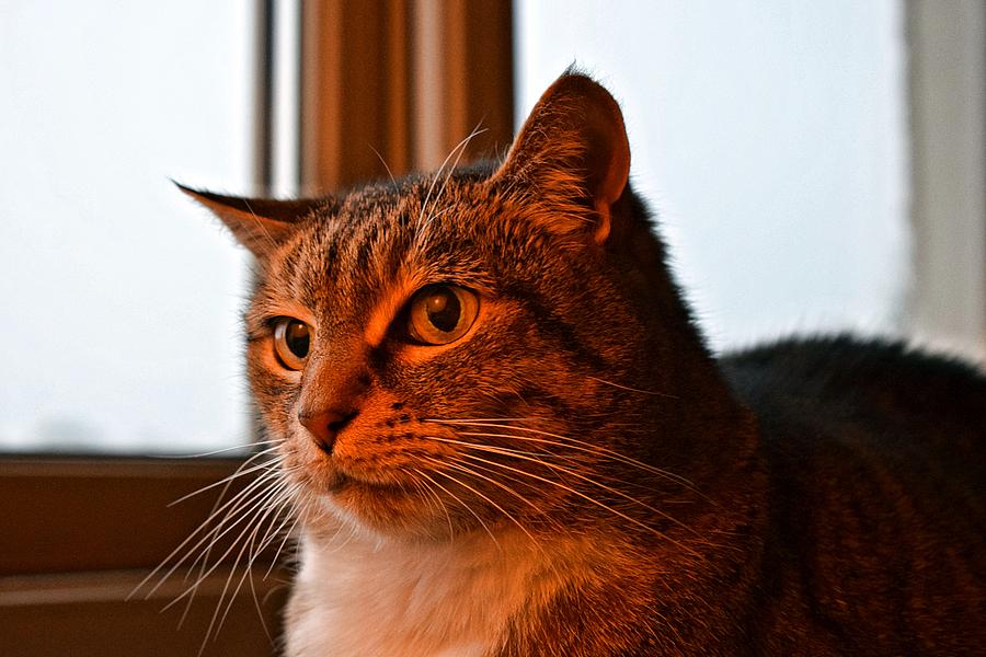 Tigger The Cat Photograph by Michael R Plain - Fine Art America