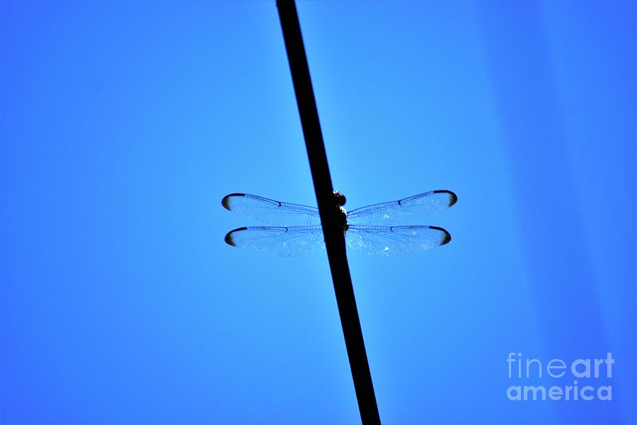 Tightrope Flyer Photograph by Merle Grenz