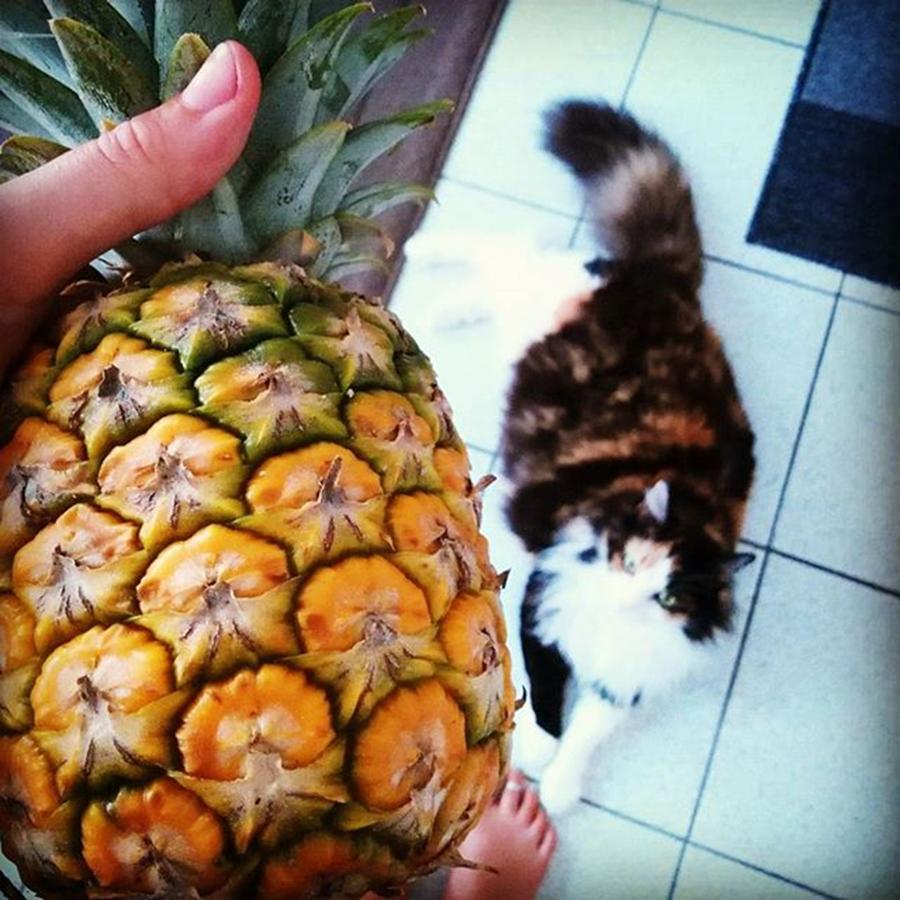 Pineapple Photograph - Tigra Even Wants Some Market Fresh by Tiffany Marchbanks