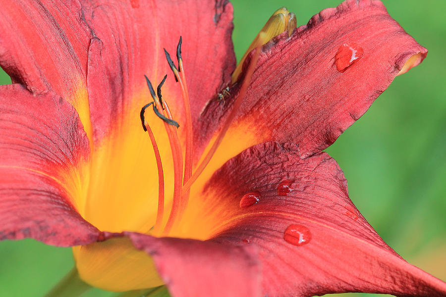 Tiger Lily after the Rain Photograph by Angela Murdock