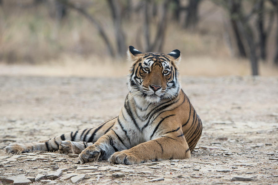 Tigress Arrowhead Photograph by Pravine Chester