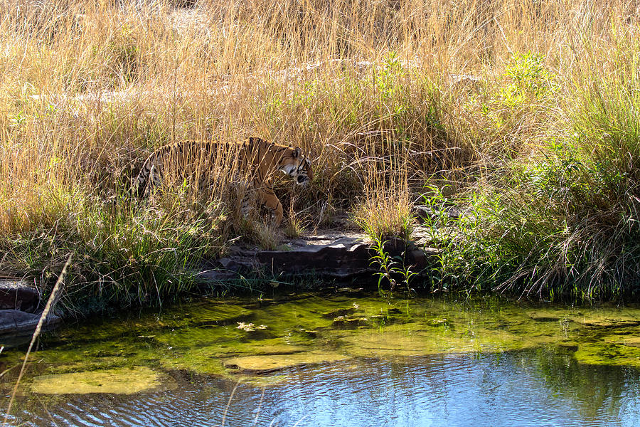Tigress by the Stream Photograph by Ramabhadran Thirupattur