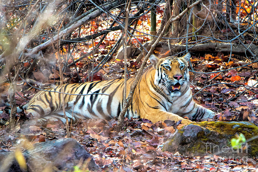 Tigress in the woods Photograph by Pravine Chester