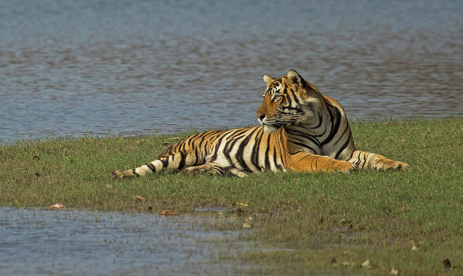 Tigress Photograph by Jean-Luc Baron
