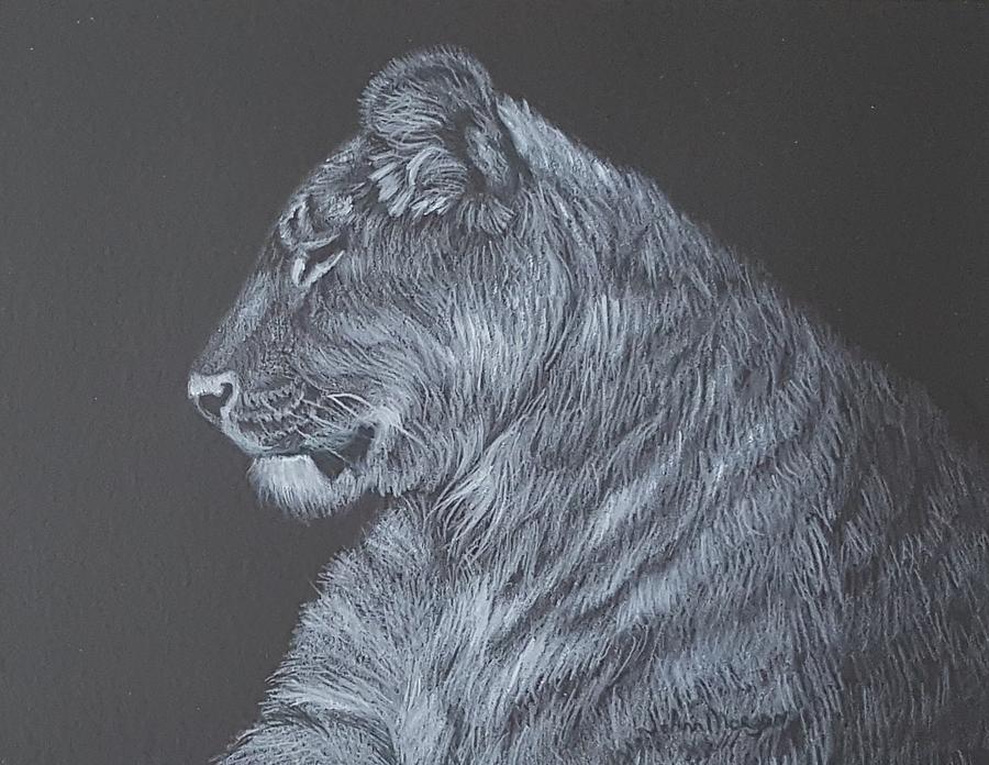 Mammal Drawing - Tigress by JoAnn Morgan Smith