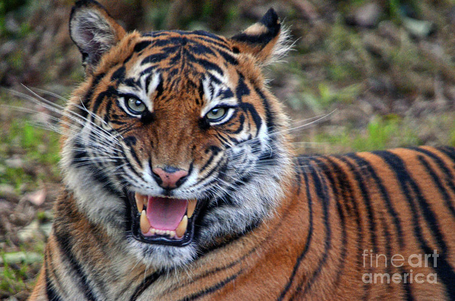Wildlife Photograph - Tigress Untamed by Spade Photo