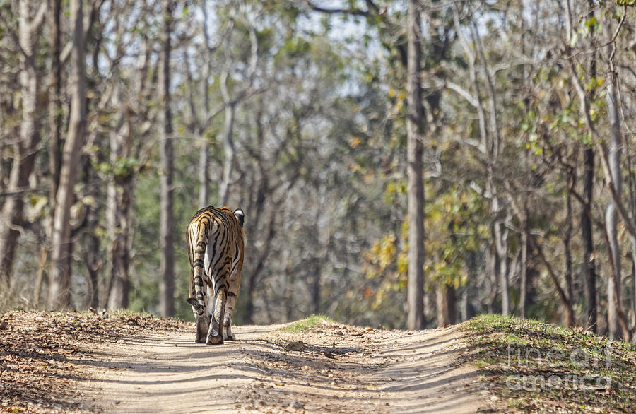 Tigress walking along a track in Sal Forest Pench Tiger Reserve India Photograph by Liz Leyden