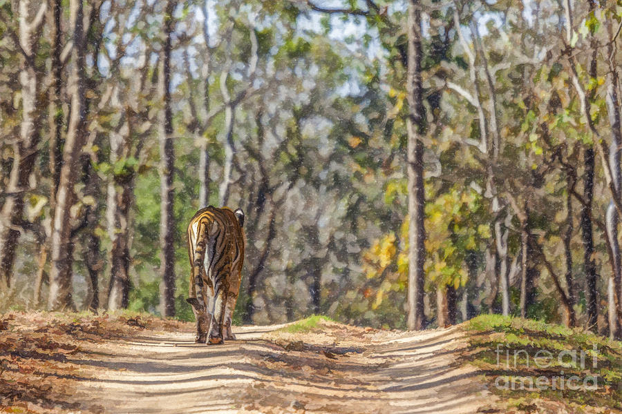Tigress walking in Sal forest Pench N P India Digital Art by Liz Leyden