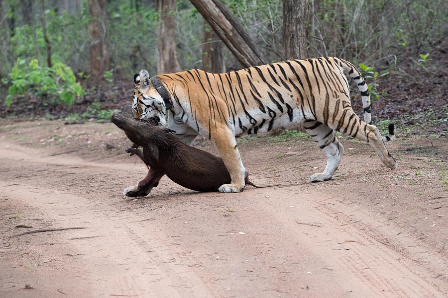 Wildlife Photograph - Tigress with the Kill by Fotosas Photography