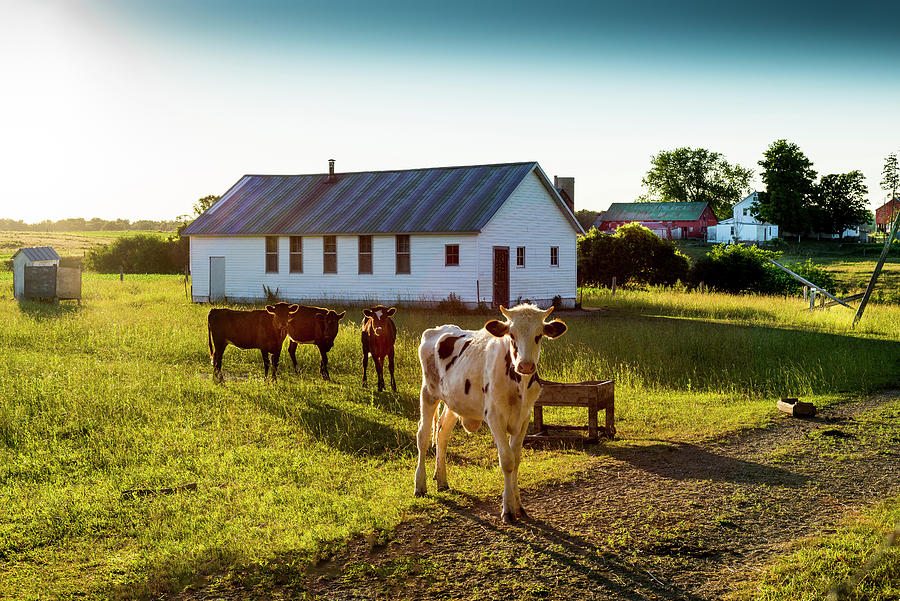 Til the Cows Come Home Photograph by Brent Buchner