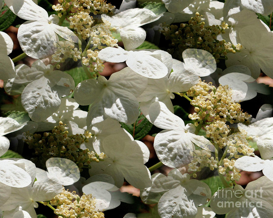 Tiled White Lace Cap Hydrangeas Photograph by Smilin Eyes Treasures