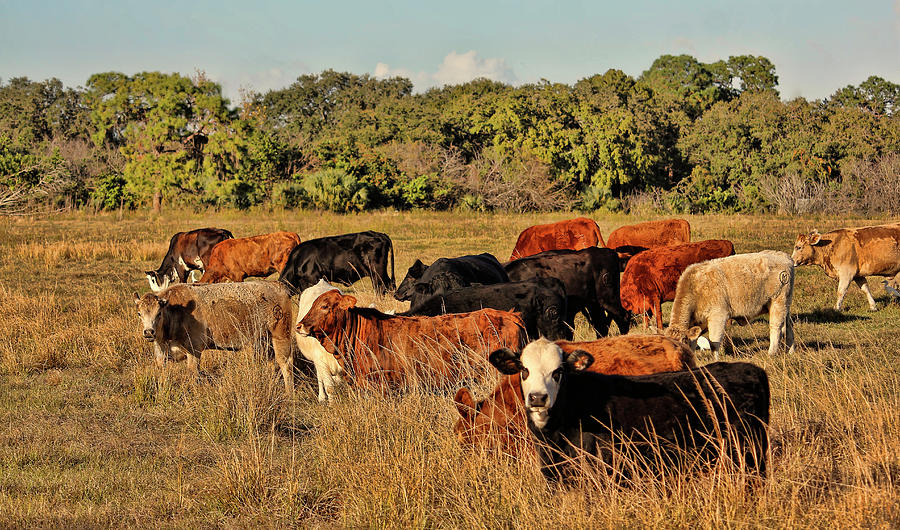 Till The Cows Come Home Photograph by HH Photography of Florida