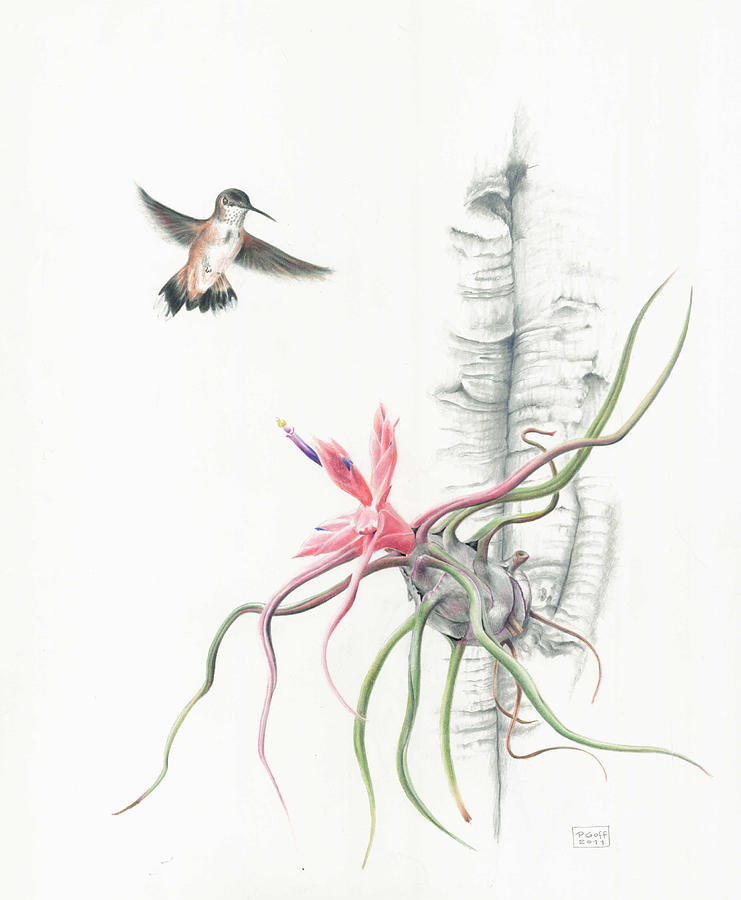 Tillandsia bulbosa with Hummingbird Painting by Penrith Goff | Fine Art ...