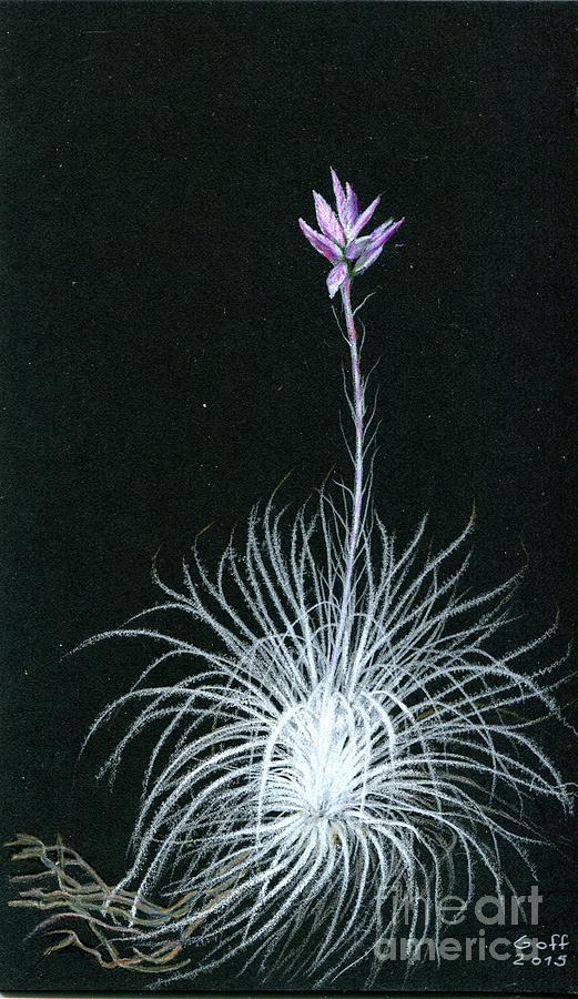 Tillandsia tectorum by Penrith Goff Tillandsia tectorum by Penrith Goff