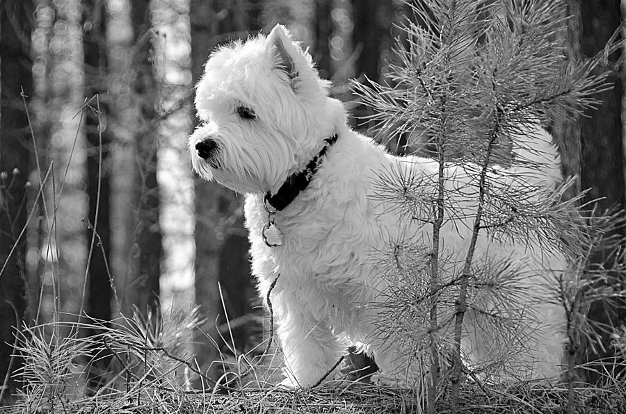 Tillie in black and white Photograph by Debra Baldwin
