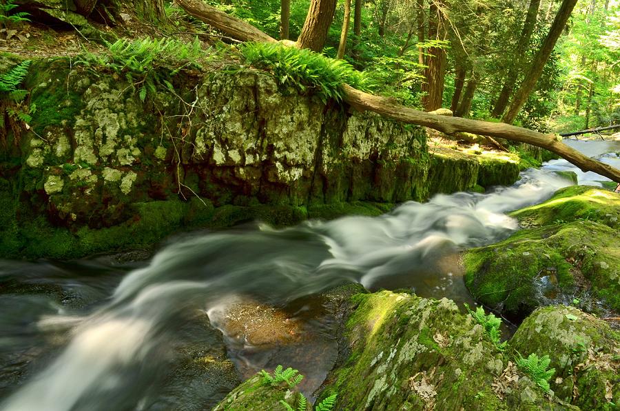 Tillmans Ravine, Stokes State Forest Photograph by Bob Cuthbert