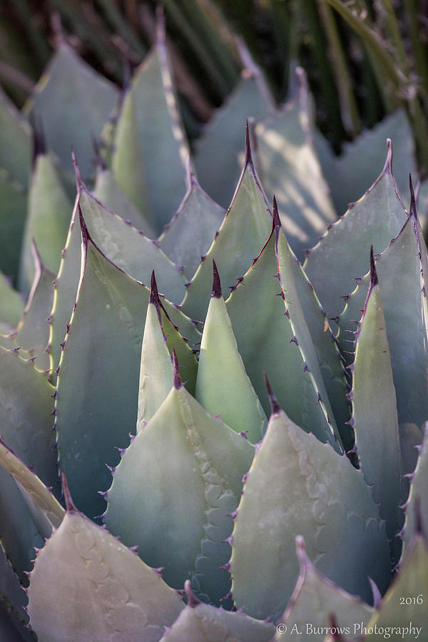 Tilted Agave Photograph by Aaron Burrows