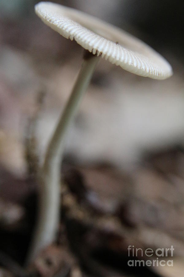 Mushroom Photograph - Tilted  by Neal Eslinger