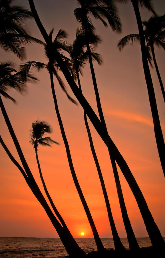 Tilting Palms Photograph by Don Schwartz