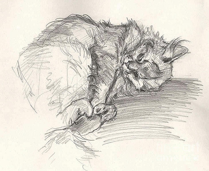 Tim sleeping Drawing by Janneke Knispel - Fine Art America