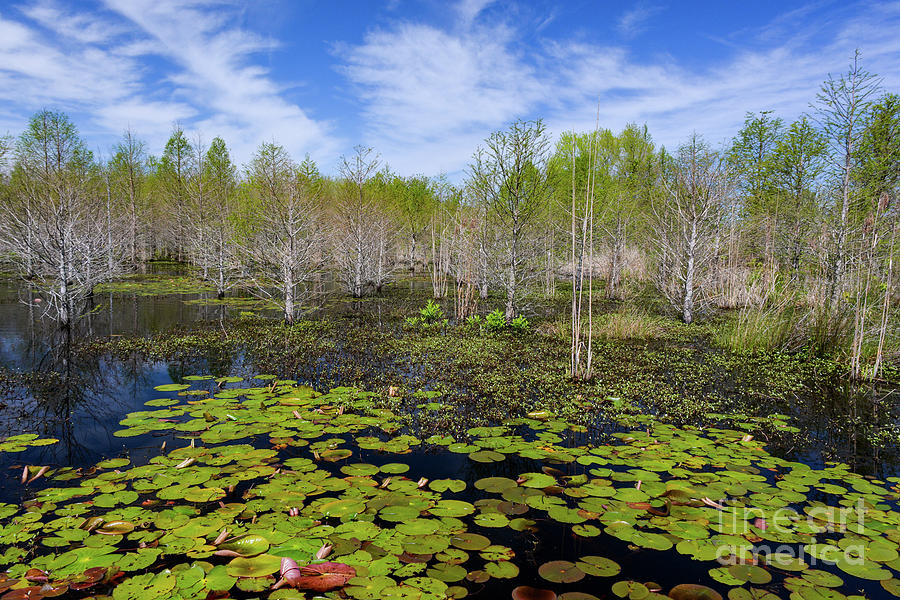 Tree Photograph - Timber Lake Wetland by Steven Lichti