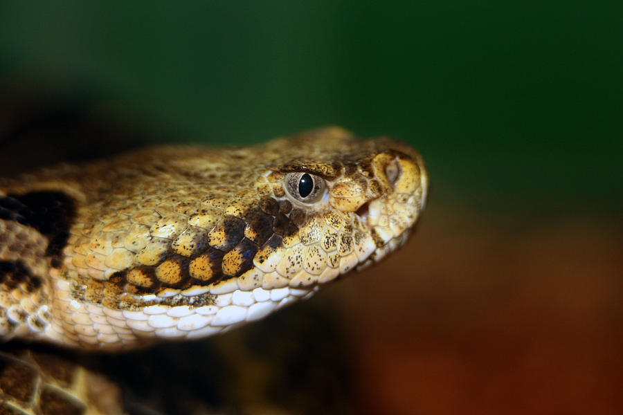 Nature Photograph - Timber Rattler Head On by Alan Look