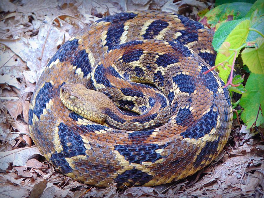 Timber Rattler Photograph by Richie Parks