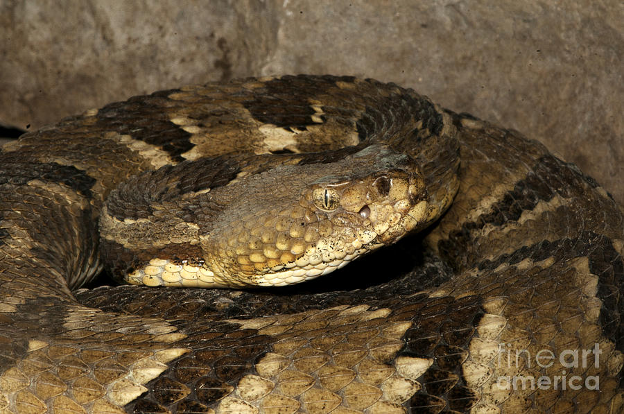 Timber Rattlesnake, Crotalus Horridus Photograph by Scott Camazine