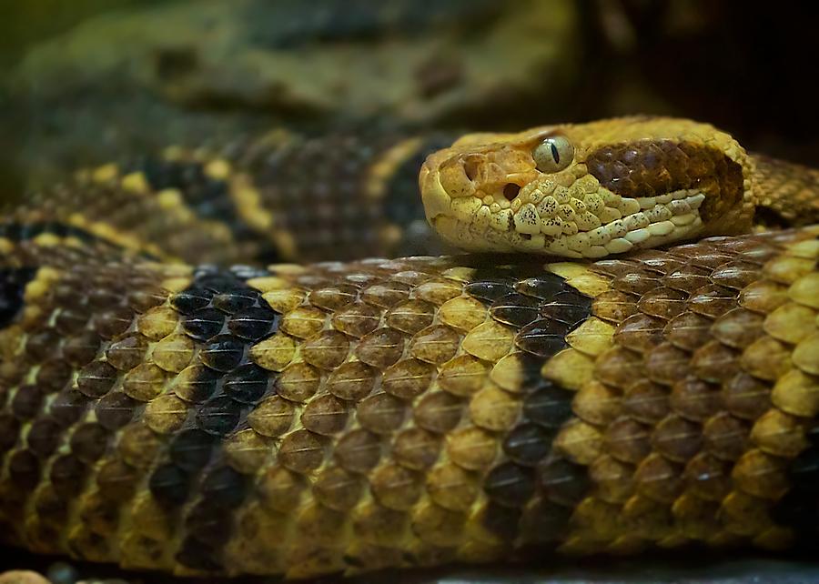 Timber Rattlesnake Photograph by Michele Stoehr | Fine Art America