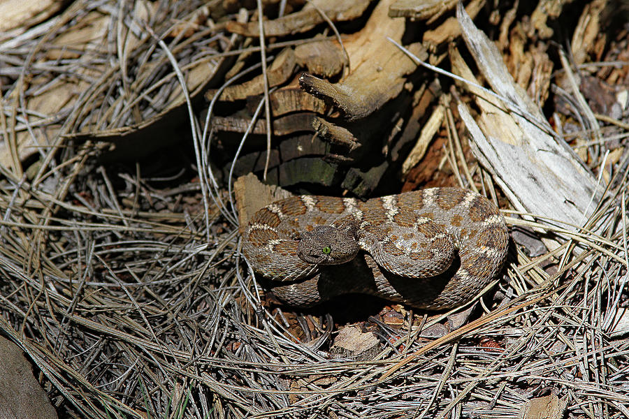 Arizona Black Rattlesnake Payson Digital Art by Tom Janca