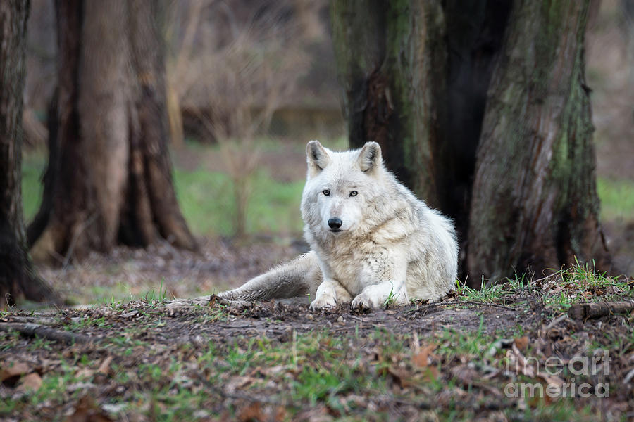 Timber Wolf Photograph by Andrea Silies