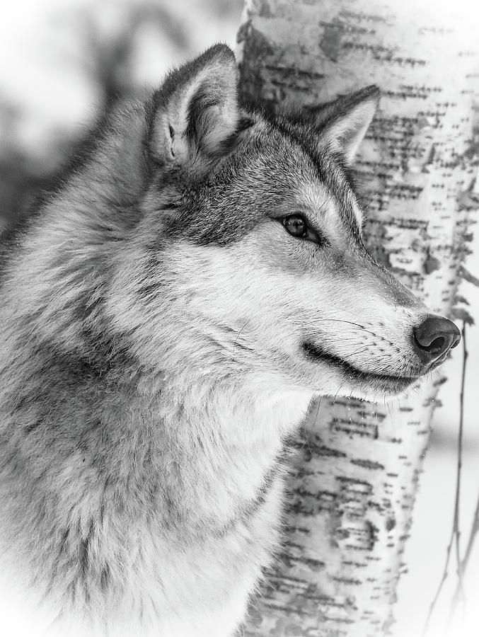 Timber Wolf Photograph by Athena Mckinzie