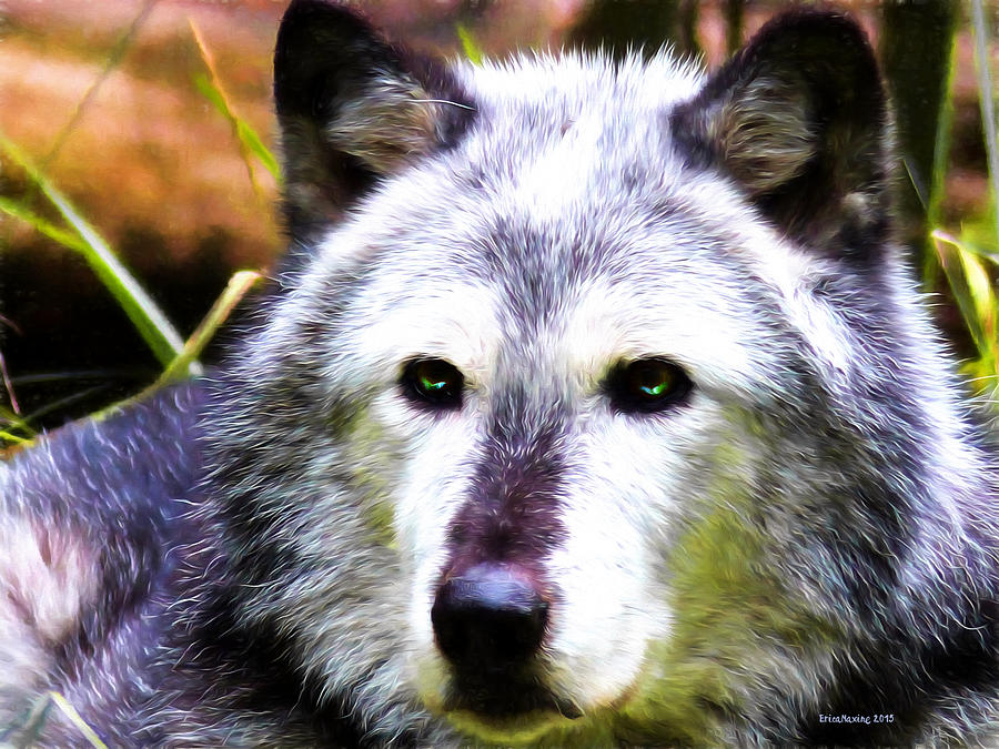 Wolves Photograph - Timber Wolf by Ericamaxine Price