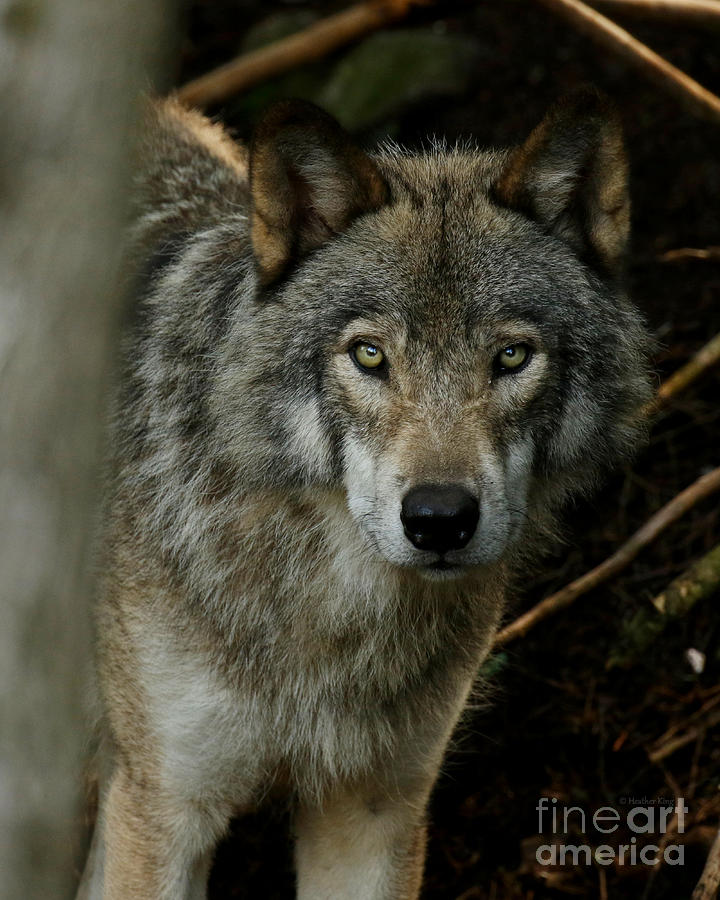 Timber Wolf Photograph by Heather King