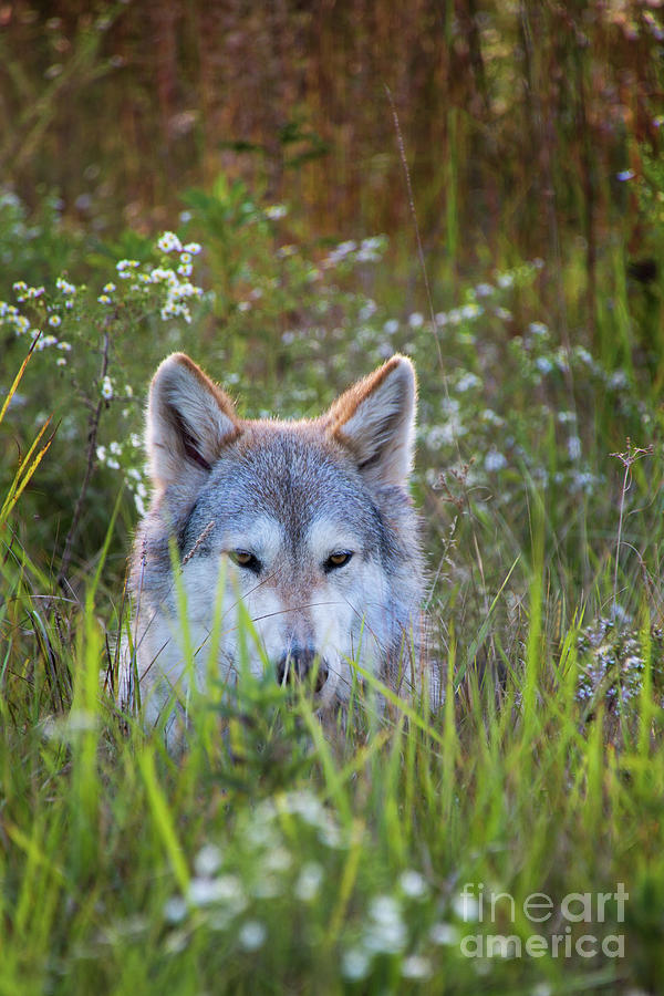 Timber Wolf In The Evening Meadow Photograph by Sharon McConnell