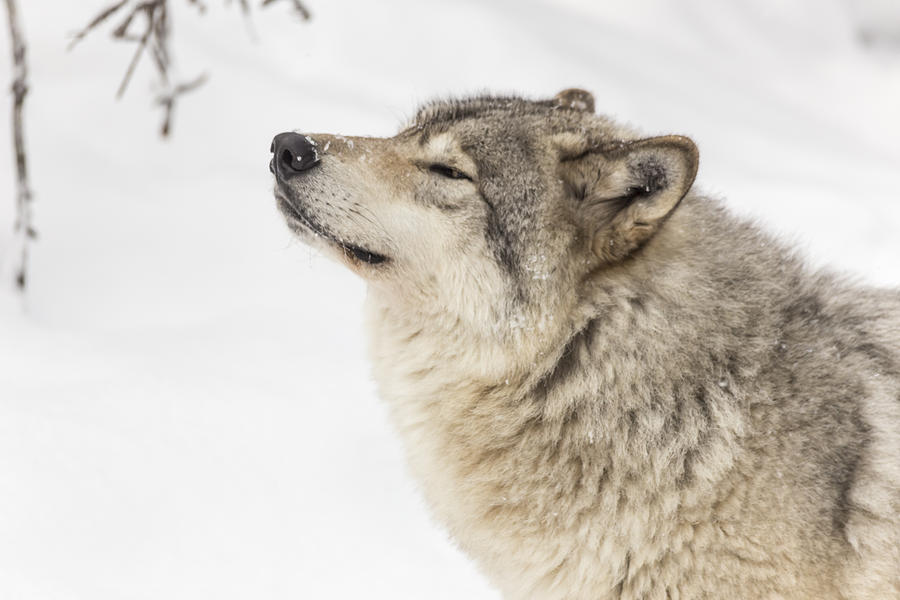 Timber wolf in winter Photograph by Josef Pittner