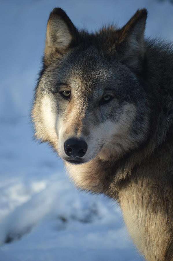 Timber Wolf Photograph by Jessie Eckroad - Fine Art America