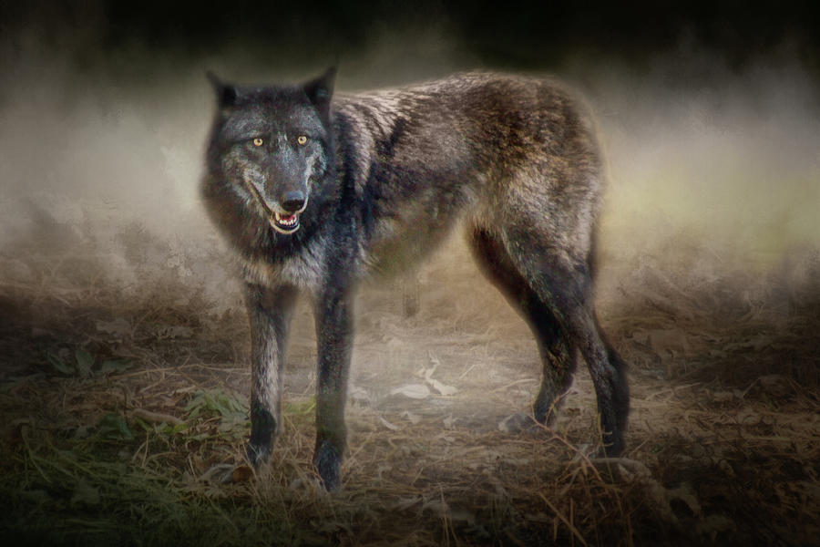 Timber Wolf Photograph by Nikolyn McDonald