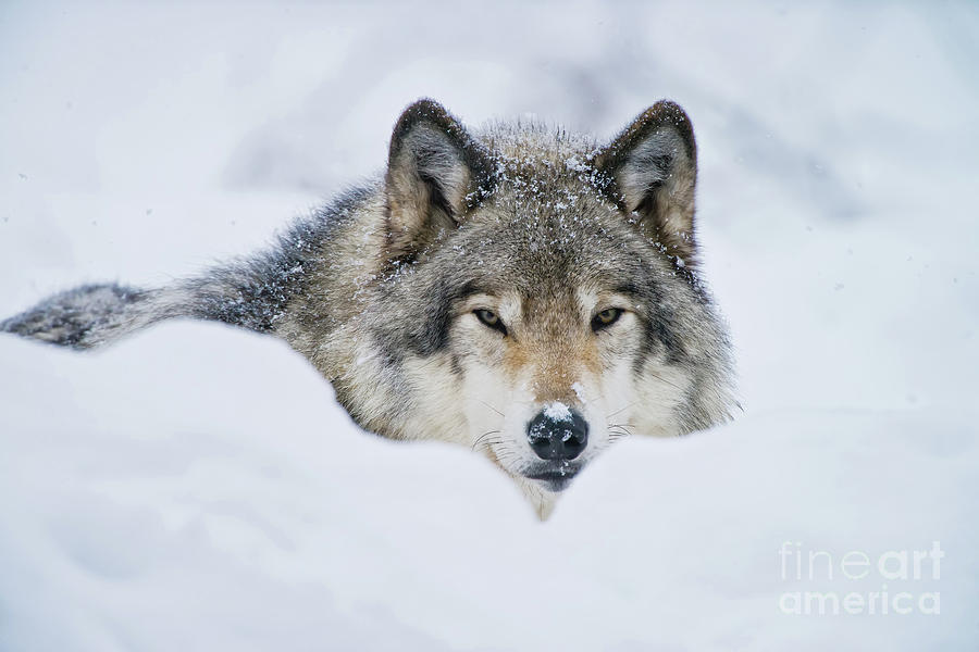 Timber Wolf Picture - TW281 by Wolves Only Timber Wolf Picture - TW281 by Wolves Only