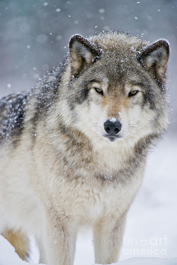 Timber Wolf Picture - TW282 by Wolves Only Timber Wolf Picture - TW282 by Wolves Only
