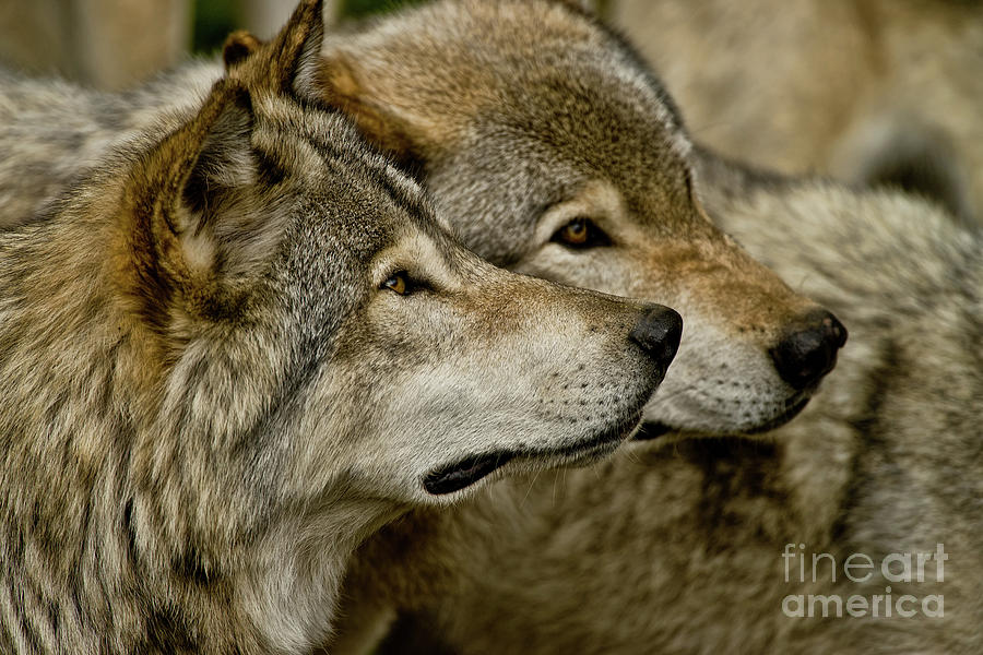 Timber Wolf Picture - TW284 by Wolves Only Timber Wolf Picture - TW284 by Wolves Only